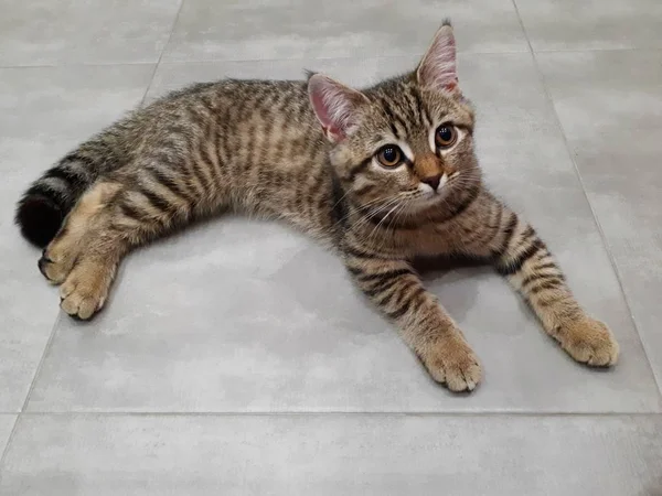 Close Gatinho Escocês Deitado Telha Porcelana Leve — Fotografia de Stock