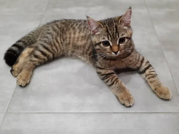 Gros Plan Chaton Écossais Couché Sur Une Tuile Porcelaine Légère — Photo