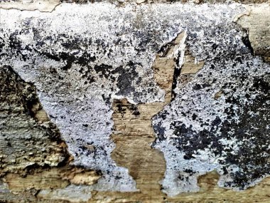  Lekeleri, desenleri ve bulanıklığı olan soyut bir duvarın yakın çekimi. Duvar kağıtları, kartlar, arkaplanlar için tasarım.