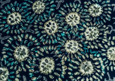  Renkli çiçekler şeklinde soyut bir desen. Elle boyanmış suluboya. İzler, duvar kağıtları, kapaklar, kartlar için tasarım