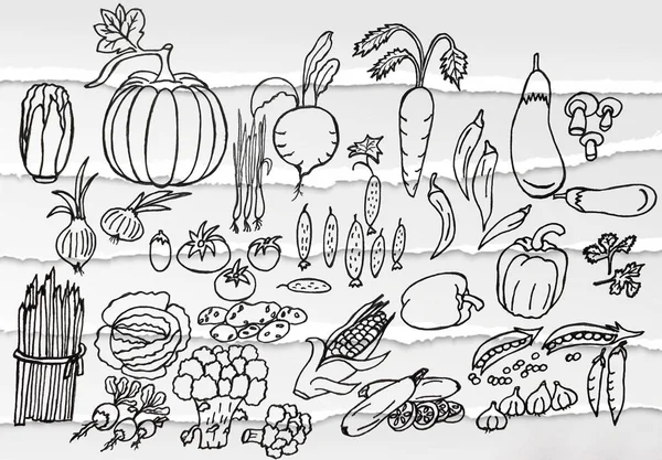 Drawing with pencils and watercolor paints. Set of vegetables. Design of banner, pattern, cover, backgrounds.