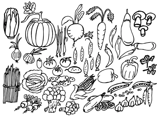 Illustration Vectorielle Ensemble Légumes Différentes Couleurs Conception Pour Les Couvertures — Photo