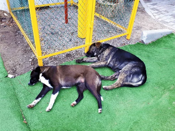 Close Two Stray Big Dogs Lying Ground — ストック写真