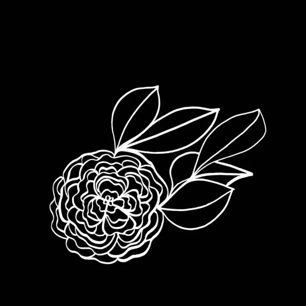 在孤立的黑色背景上 抽象植物的特写 封面设计 服装印花 — 图库照片