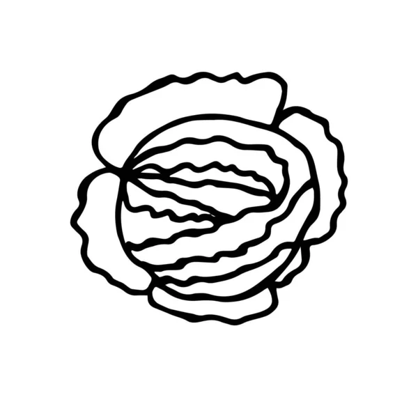 野菜のクローズアップ 隔離された白い背景にキャベツ 着色のためのデザイン カバー 服の印刷 — ストック写真
