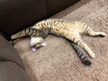 Close-up of an animal / pet, a Scottish breed cat that lies on a fleece rug.