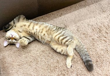 Close-up of an animal / pet, a Scottish breed cat that lies on a fleece rug.