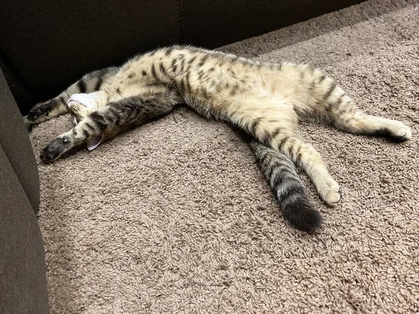 Primer Plano Animal Mascota Una Raza Escocesa Gato Que Encuentra —  Fotos de Stock