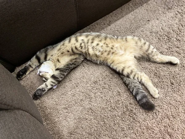 Close-up of an animal / pet, a Scottish breed cat that lies on a fleece rug.