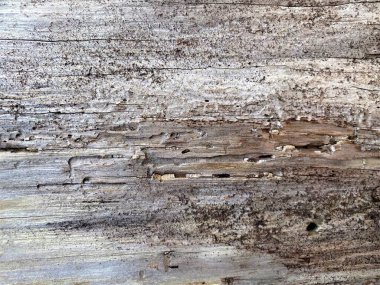 Parlak, soyut bir ahşap yüzeye yakın çekim.