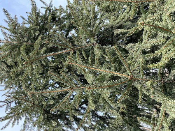 Fenyőfa Közeli Felvétele Parkban Tavasszal — Stock Fotó