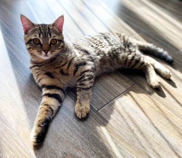 Close Playful Scottish Kitten Pet — Stock Photo, Image