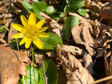 Parkta bahar sarısı çiçeklerinin yakın çekimi.