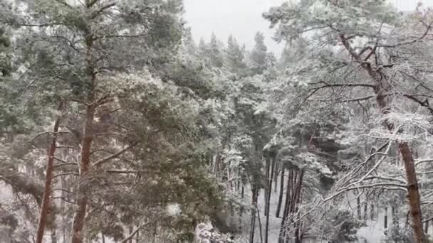 冬の松林の閉鎖 — ストック動画