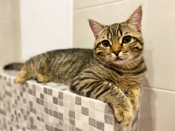 Primer Plano Gatito Escocés Juguetón Mascota — Foto de Stock