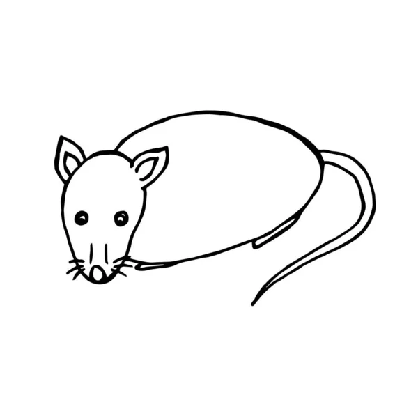 Close Mouse Rat White Background — Stock Photo, Image
