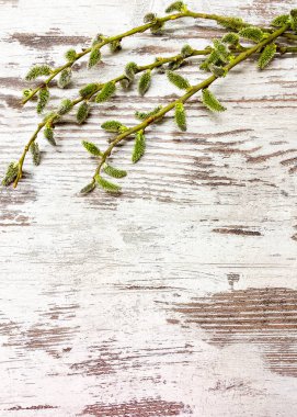 Soyut ahşap yüzey arka planında söğüt ağacı dallarının yakın çekimi.