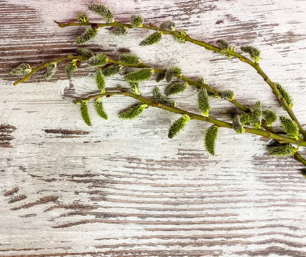 抽象的な木製の表面の背景に柳の植物の小枝のクローズアップ — ストック写真
