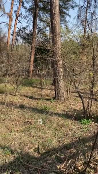 Edificios Destruidos Abandonados Una Zona Forestal Primavera — Vídeo de stock