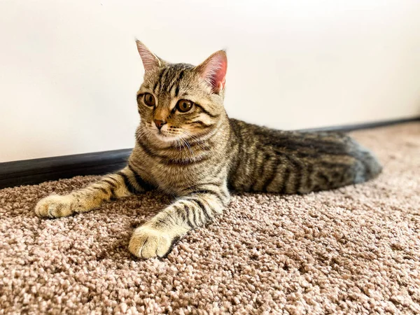 Gros Plan Chat Race Scotsman Qui Trouve Sur Tapis — Photo