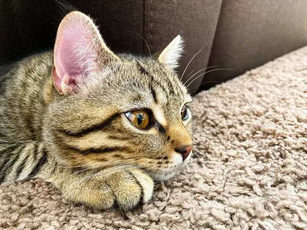 Close Gato Raça Escocês Que Encontra Tapete — Fotografia de Stock