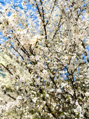 İlkbaharda beyaz çiçeklerin açtığı bir ağacın yakın çekimi.