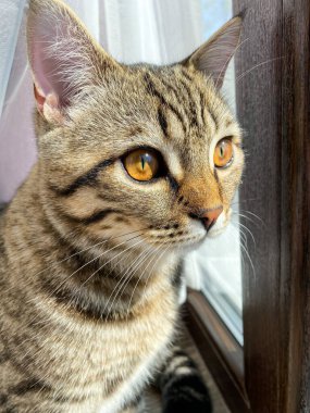 Bir İskoç kedisine yakından bakın..