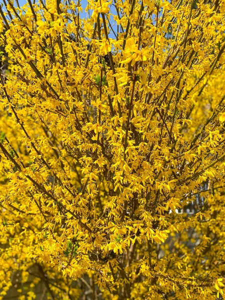 Közelkép Egy Forsythia Bokorról Amelyen Tavasszal Sárga Virágok Nyíltak — Stock Fotó
