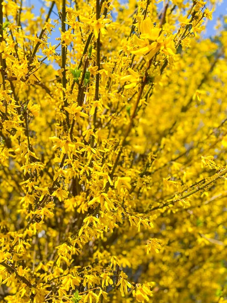 Közelkép Egy Forsythia Bokorról Amelyen Tavasszal Sárga Virágok Nyíltak — Stock Fotó