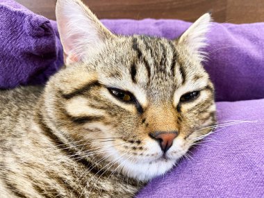 Battaniyeyle kaplı yastıkların üzerinde uyuyan tekir bir İskoç kedisine yakın plan..