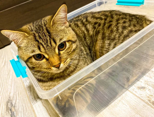 一只褐色的胖胖的猫的特写镜头 它坐在一个塑料容器里 — 图库照片