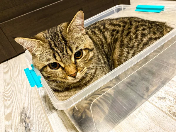 一只褐色的胖胖的猫的特写镜头 它坐在一个塑料容器里 — 图库照片