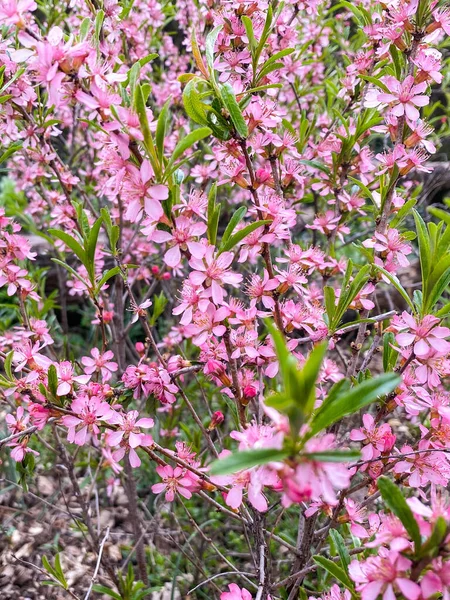 Prunus Tenella Ένας Θάμνος Αργής Ανάπτυξης Που Άνθισε Ροζ Λουλούδια — Φωτογραφία Αρχείου