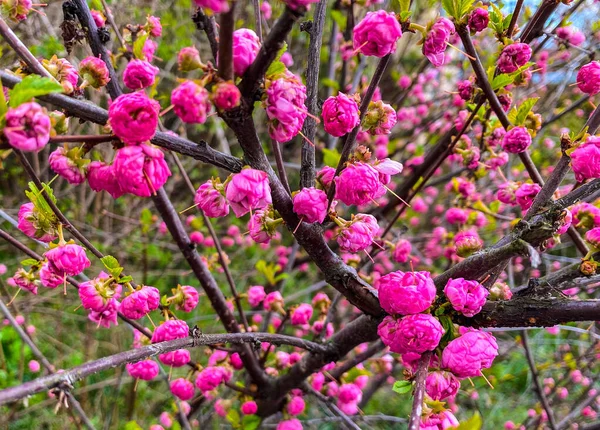 Φυτό Θάμνων Που Ανθίζει Ροζ Μικρά Λουλούδια Την Άνοιξη — Φωτογραφία Αρχείου