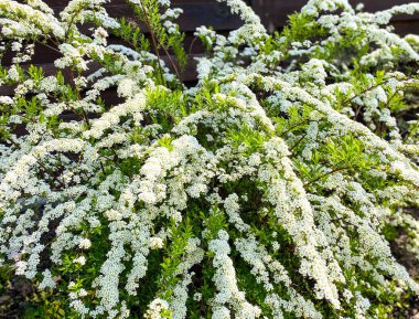 Beyaz çiçekli çalılar, spirea.
