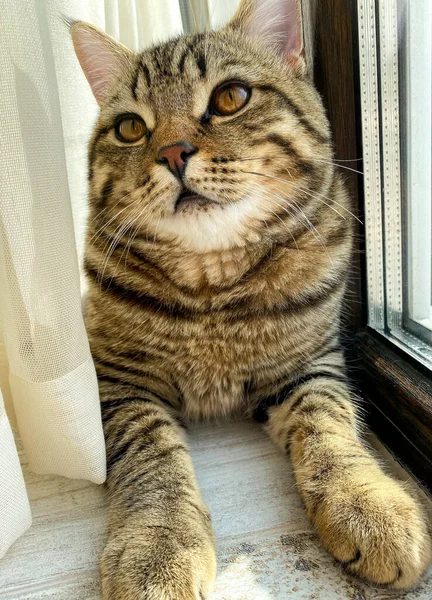 Närbild Ett Munstycke Tabby Katt — Stockfoto