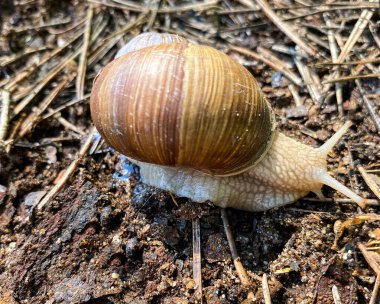 Baharda kahverengi bir salyangozun yakın çekimi..