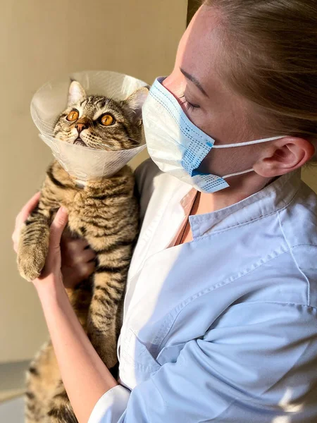 Una Mujer Piel Clara Veterinario Examina Gato Tabby Pone Collar — Foto de Stock