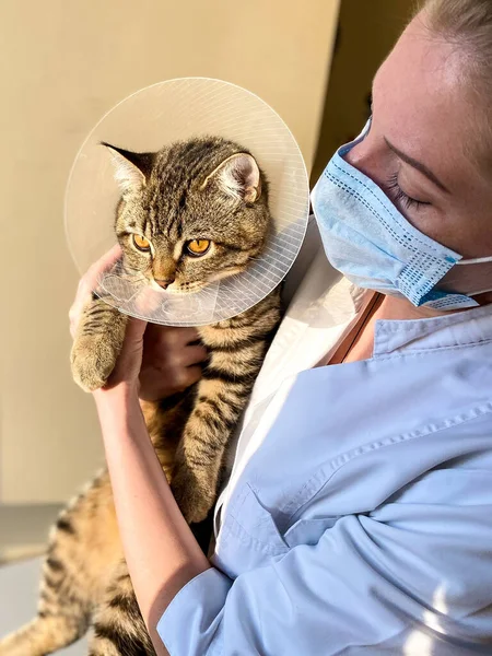 Una Mujer Piel Clara Veterinario Examina Gato Tabby Pone Collar — Foto de Stock