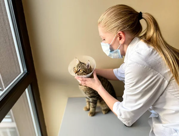 Una Mujer Piel Clara Veterinario Examina Gato Tabby Pone Collar — Foto de Stock