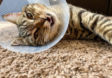 Şakacı tekir kedi, İskoç cinsi, ameliyat sonrası tasma / koni.