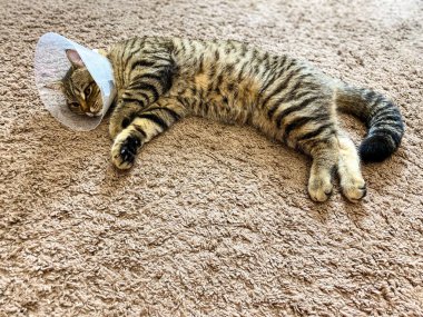 Şakacı tekir kedi, İskoç cinsi, ameliyat sonrası tasma / koni.