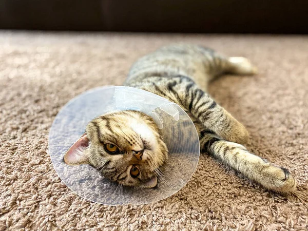 Speelse Tabby Kat Ras Schots Een Postoperatieve Kraag Kegel — Stockfoto