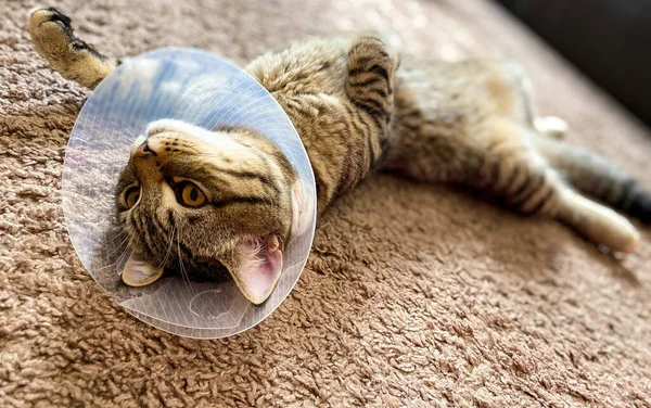 Şakacı Tekir Kedi Skoç Cinsi Ameliyat Sonrası Tasma Koni — Stok fotoğraf