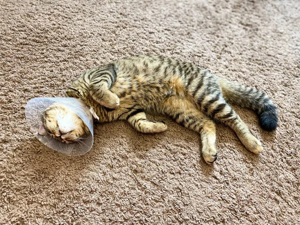 Lekfull Tabby Katt Ras Skotska Postoperativ Krage Kon — Stockfoto