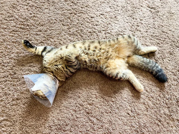 Şakacı Tekir Kedi Skoç Cinsi Ameliyat Sonrası Tasma Koni — Stok fotoğraf