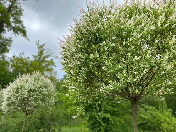 Árboles Arbustos Con Flores Blancas Jardín Primavera Espacio Libre Desenfoque —  Fotos de Stock