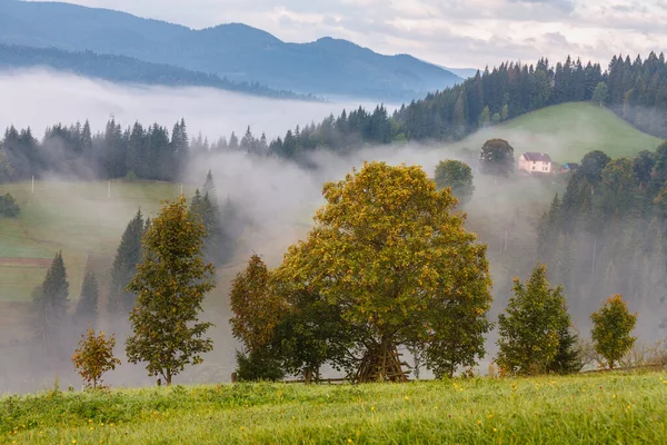 Misty πρωί με δέντρα σε πρώτο πλάνο. — Φωτογραφία Αρχείου