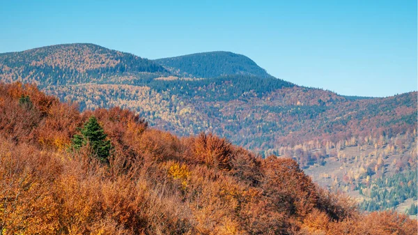Abeto perenne entre naranjos en las montañas de otoño —  Fotos de Stock