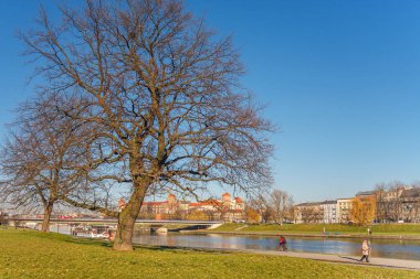 Krakow, Polonya - 3 Ocak 2018: Wawel Kalesi yakınlarındaki nehir kıyısında büyüyen büyük ağacın görüntüsü